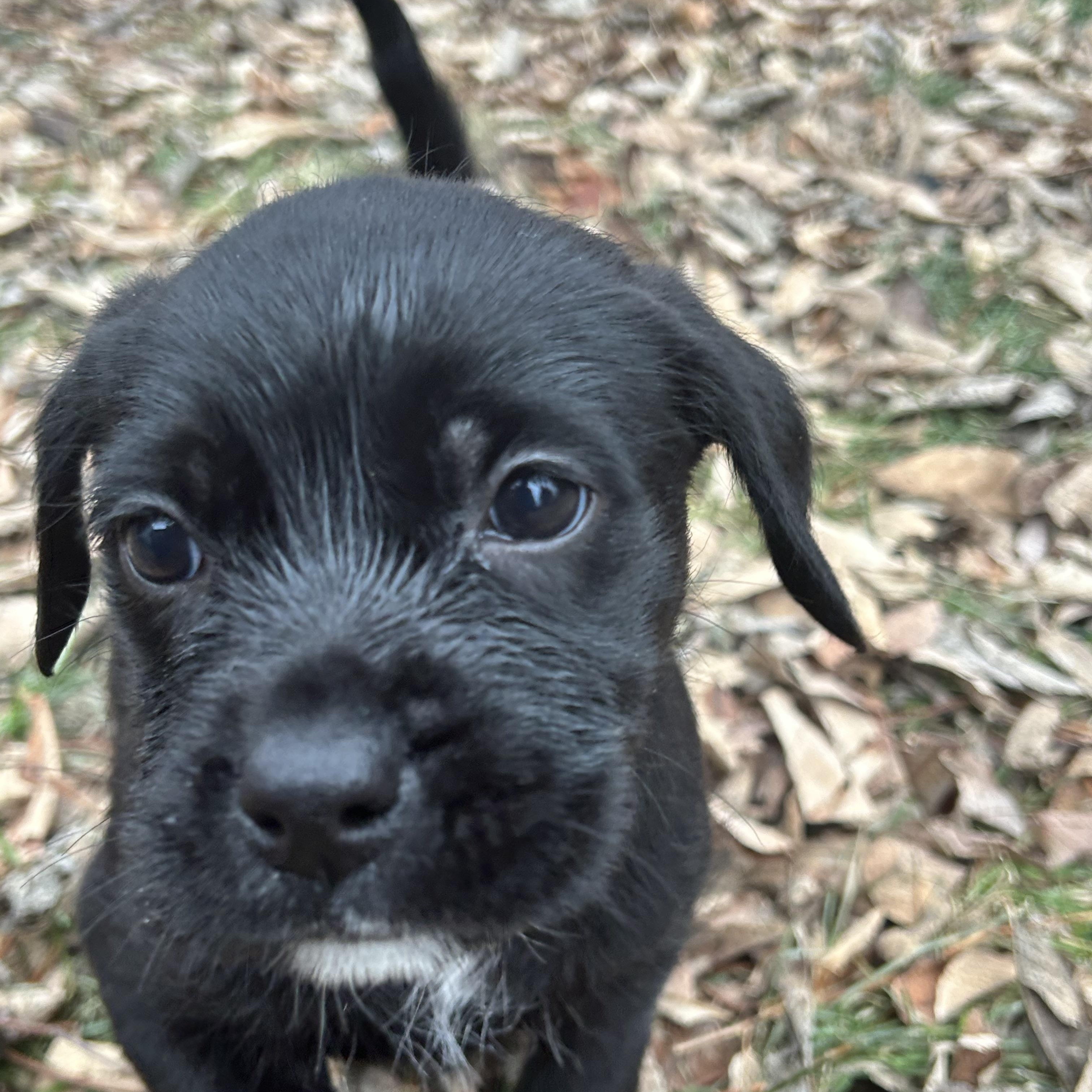 Enlarge Cocoa, an adopted mixed breed in Naperville, IL image 4/5