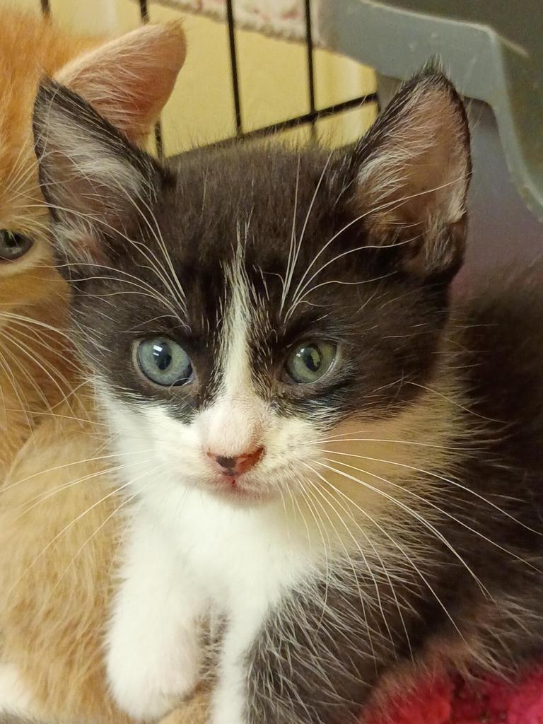 Hamm, Adoptable, Kitten Male Domestic Short Hair.