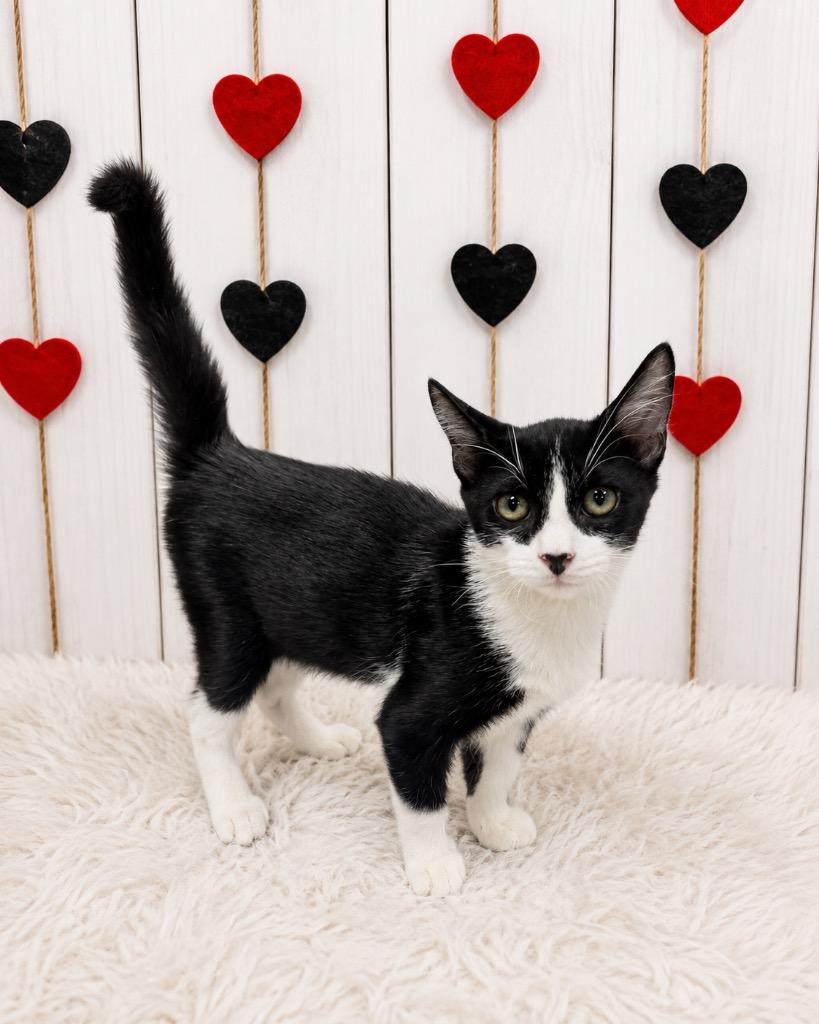 Enlarge Hamm, a Adoptable mixed breed in Corpus Christi, TX image 2/2