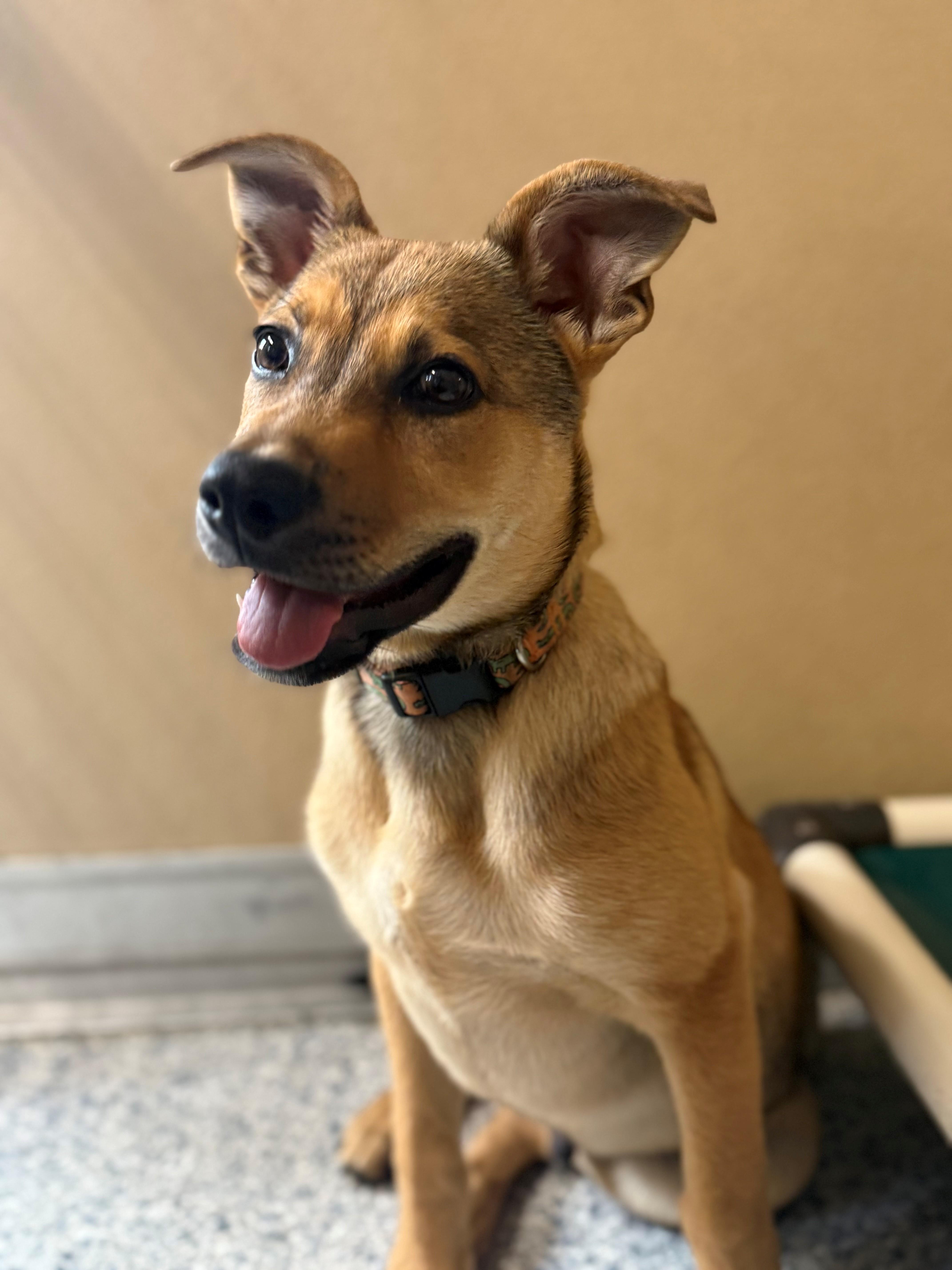 Enlarge Wyatt, an adopted mixed breed in St. Augustine, FL image 2/3