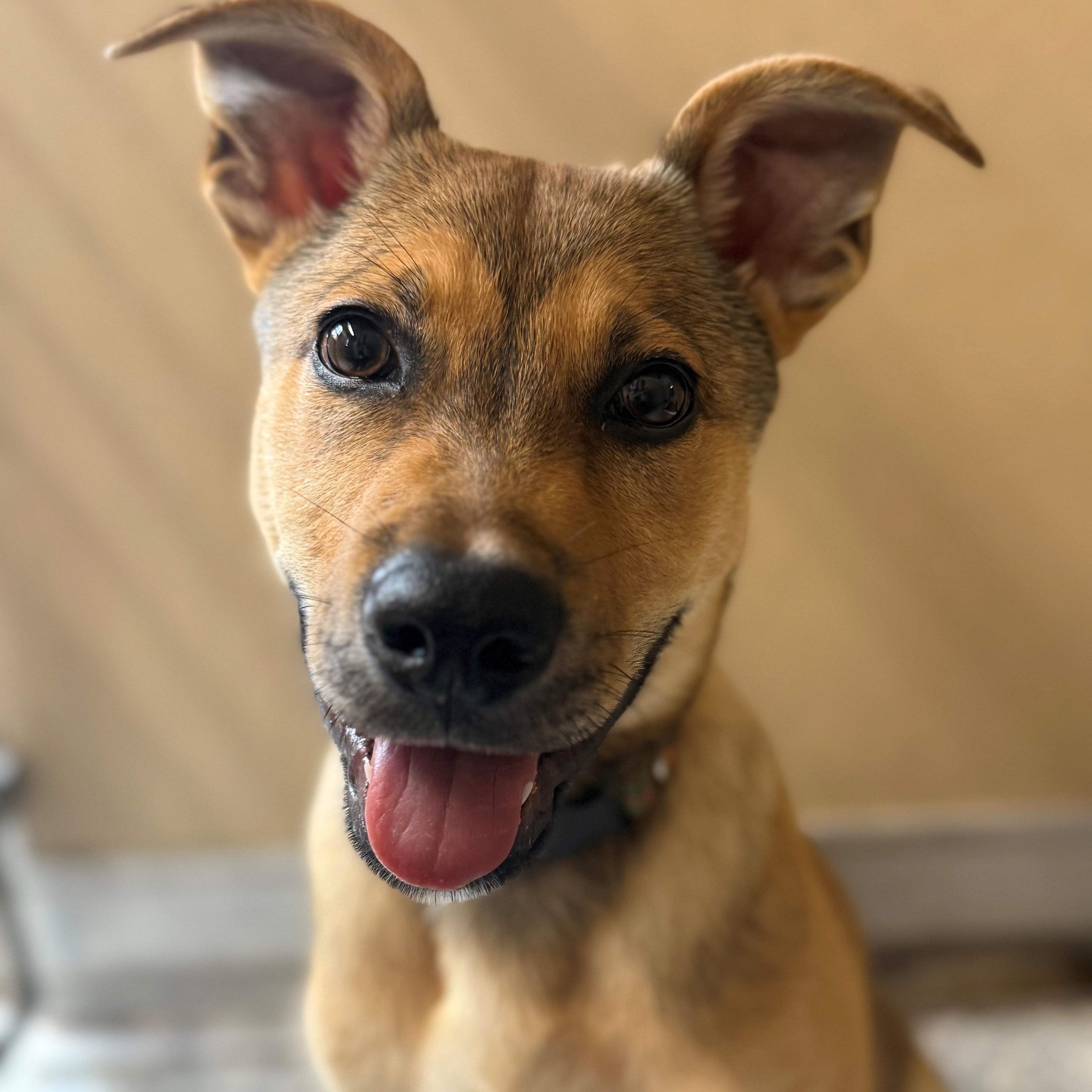 Enlarge Wyatt, an adopted mixed breed in St. Augustine, FL image 1/3