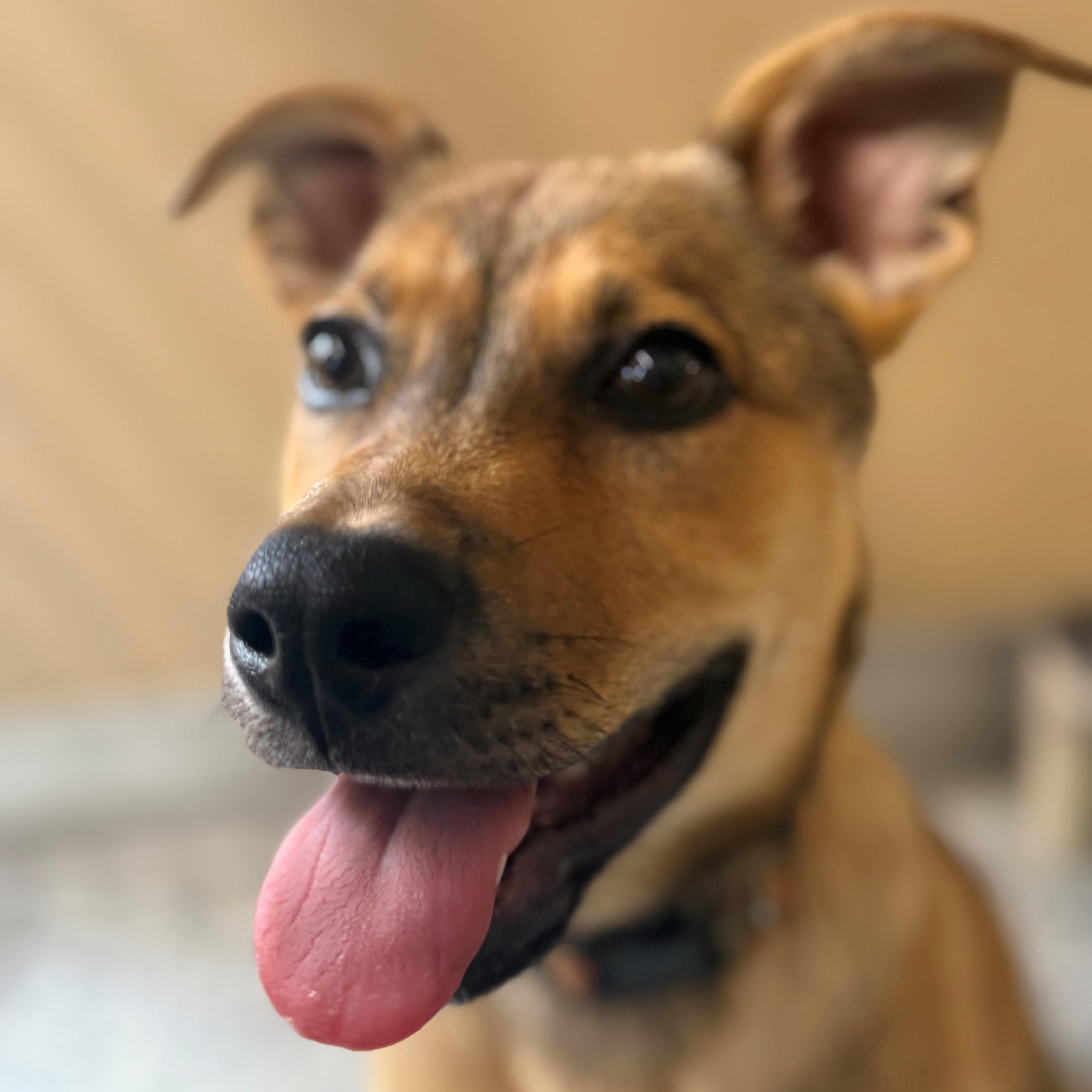 Enlarge Wyatt, an adopted mixed breed in St. Augustine, FL image 3/3