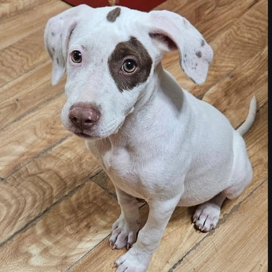 Enlarge Karuna, a Adopted mixed breed in Litchfield, CT image 1/6
