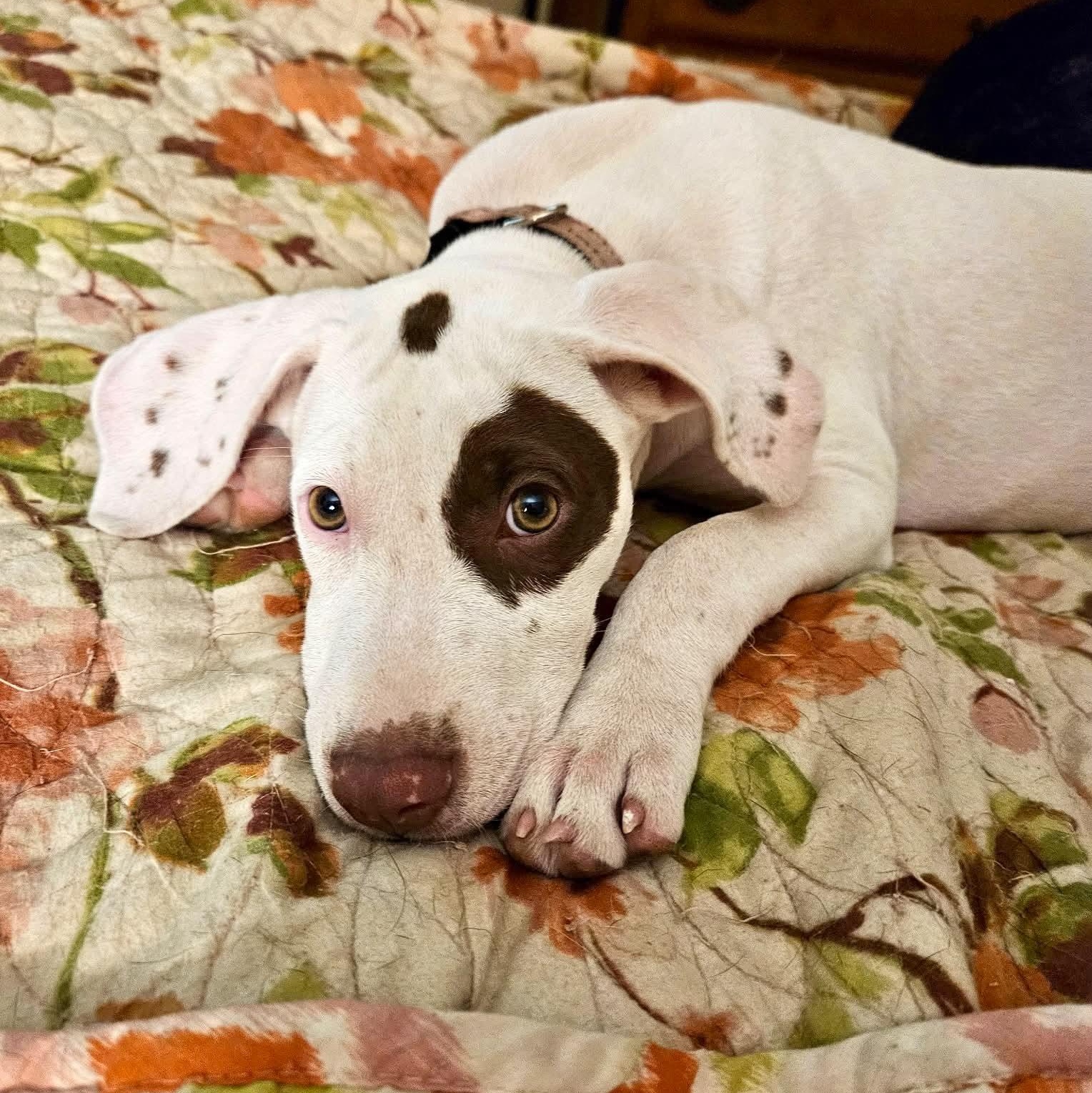 Enlarge Karuna, a Adopted mixed breed in Litchfield, CT image 4/6