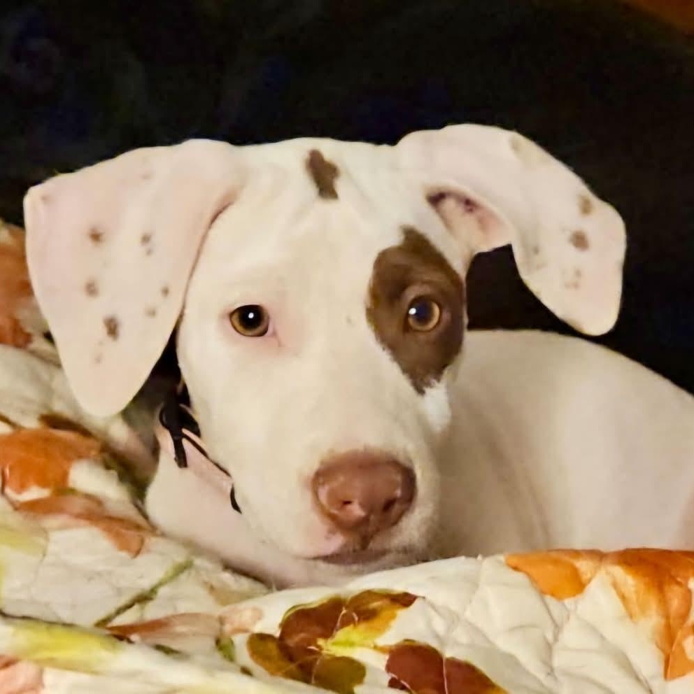 Enlarge Karuna, a Adopted mixed breed in Litchfield, CT image 2/6