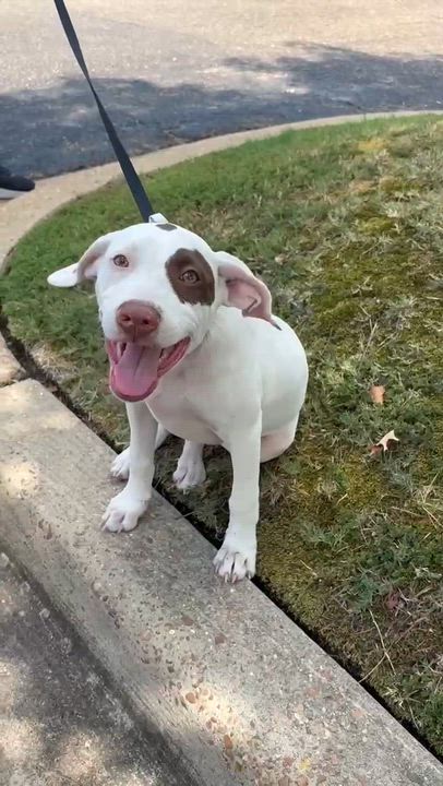 Enlarge Karuna, a Adopted mixed breed in Litchfield, CT video 6/6