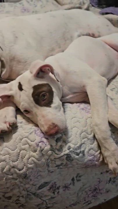 Enlarge Karuna, a Adopted mixed breed in Litchfield, CT video 5/6