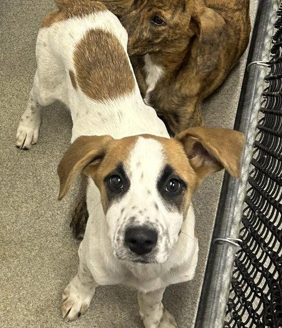 Jazz 4 montths female AVAILABLE 5/20, Adoptable, Young Female Mixed Breed.