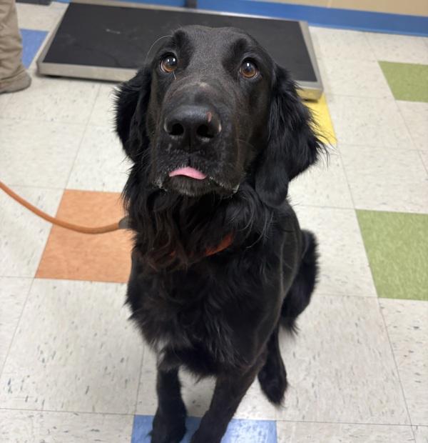 Benelli, Adoptable, Adult Male Plott Hound & Labrador Retriever.
