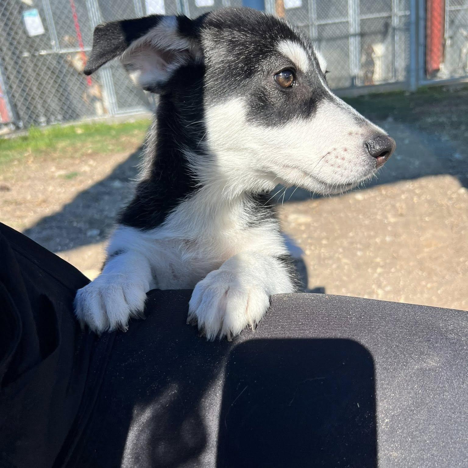 Enlarge Scout, an adopted mixed breed in Converse, TX image 1/4