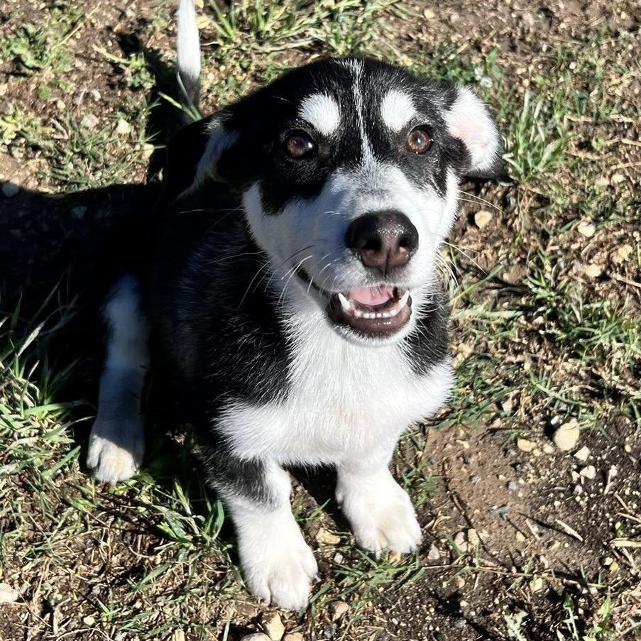 Enlarge Scout, an adopted mixed breed in Converse, TX image 4/4