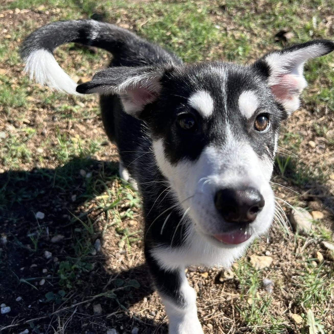 Enlarge Scout, an adopted mixed breed in Converse, TX image 2/4