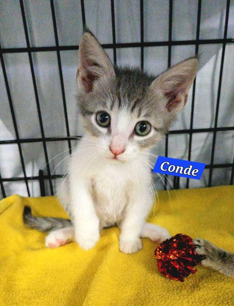 Enlarge Conde (Count) - Royal kitten, a Adoptable mixed breed in Jessup, MD image 1/2