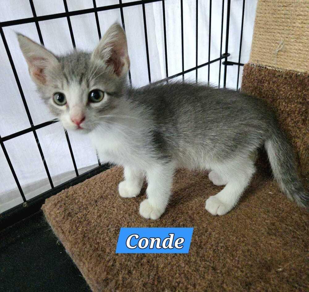Enlarge Conde (Count) - Royal kitten, a Adoptable mixed breed in Jessup, MD image 2/2