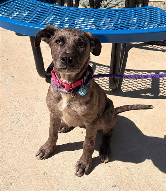 DAFFODIL, Adoptable, Puppy Female Labrador Retriever & Mixed Breed.