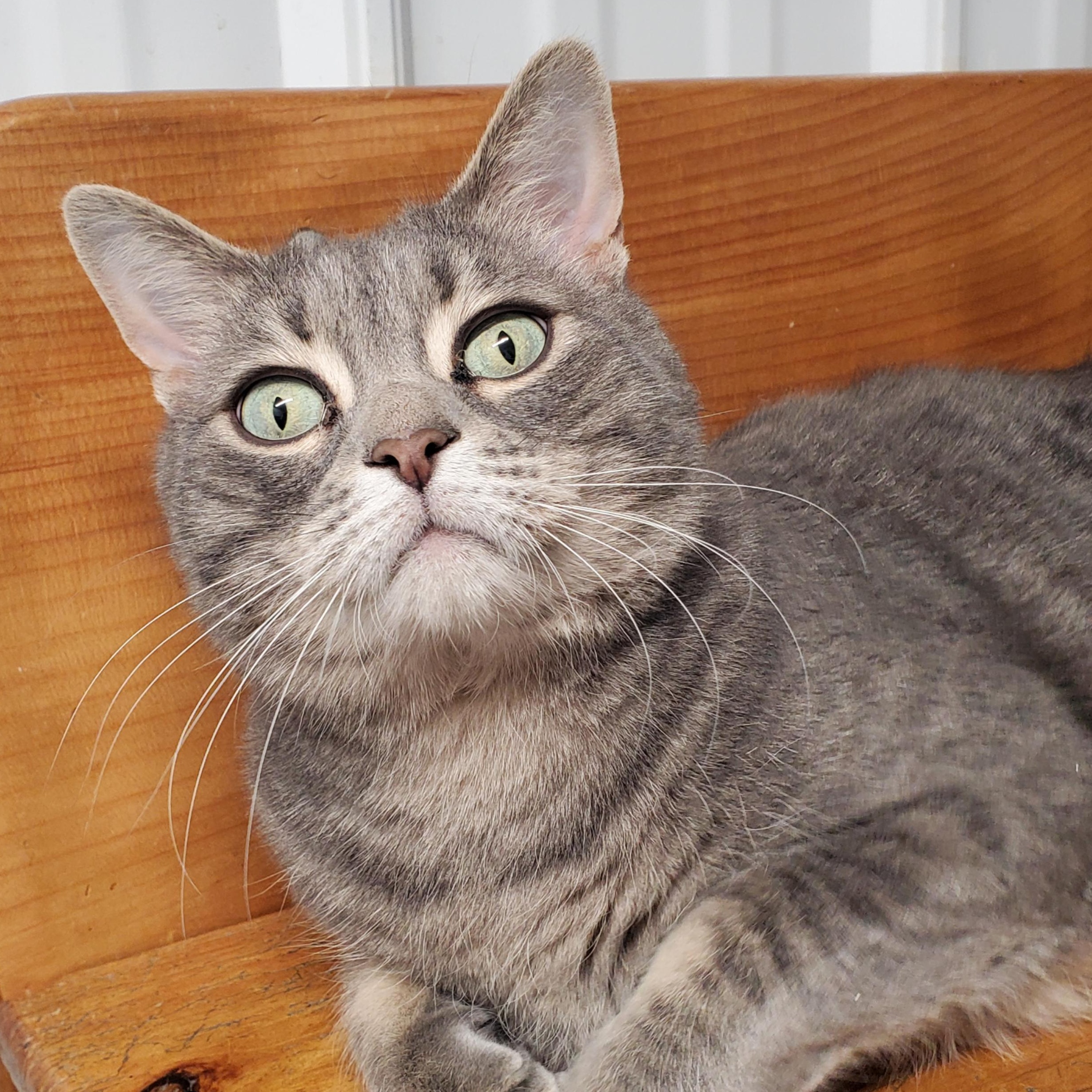 Enlarge Noodle, a ADOPTABLE Domestic Short Hair in Marseilles, IL image 1/1