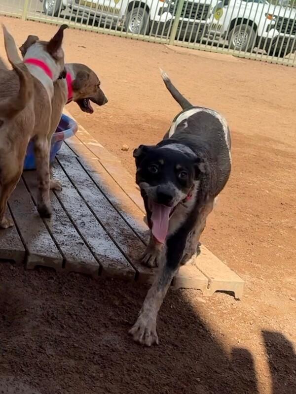 Buttercup, Adoptable, Young Female Mixed Breed.
