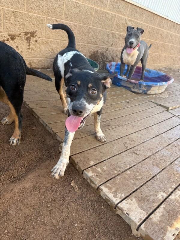 Enlarge Buttercup, a Adoptable Mixed Breed in Hobbs, NM image 3/4