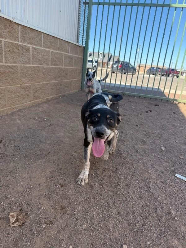 Enlarge Buttercup, a Adoptable Mixed Breed in Hobbs, NM image 4/4