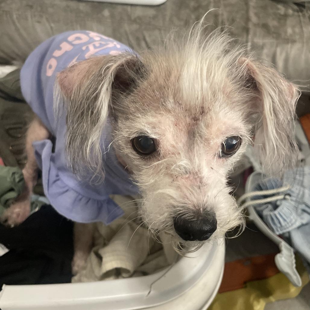 Mitzy, Adoptable, Senior Female Miniature Schnauzer & Yorkshire Terrier.