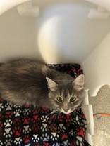 Lisa, an adoptable Domestic Long Hair in Hamilton, MT, 59840 | Photo Image 3