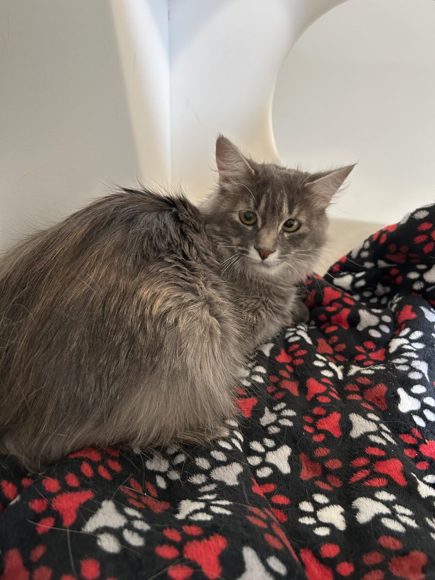Lisa, Adult Female unknown