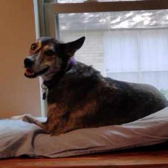 Iris VI — thumbnail 2