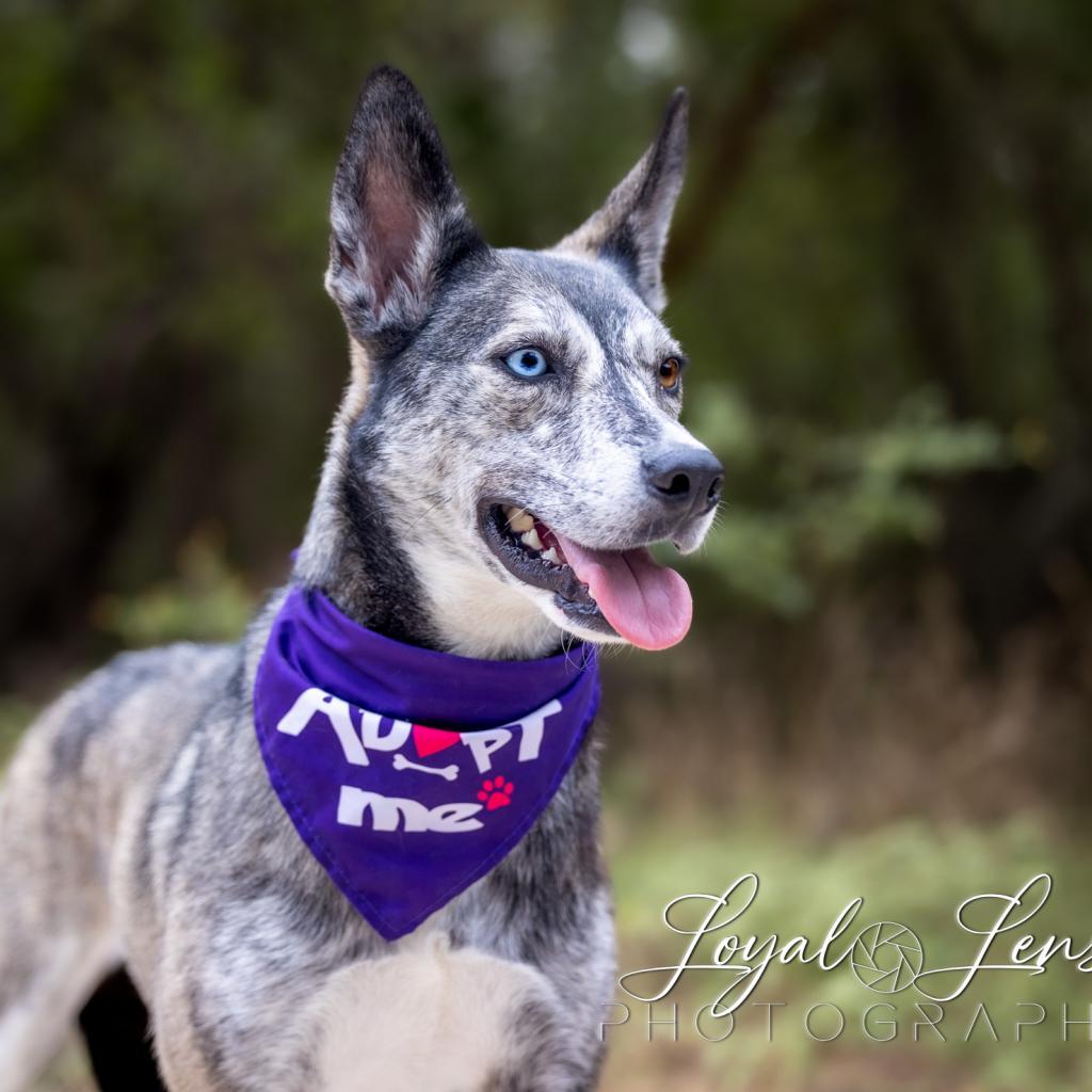 Iris VI — thumbnail 4