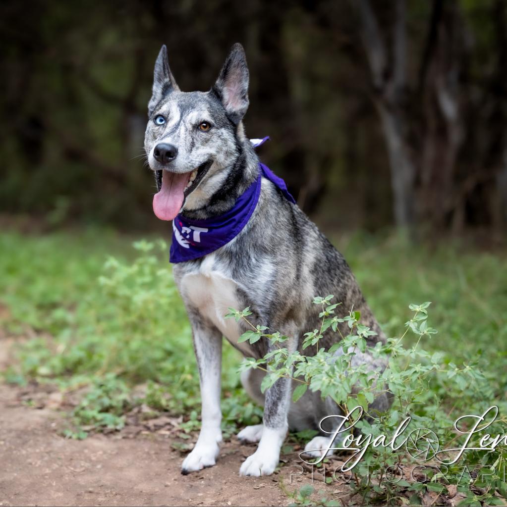 Iris VI — thumbnail 5