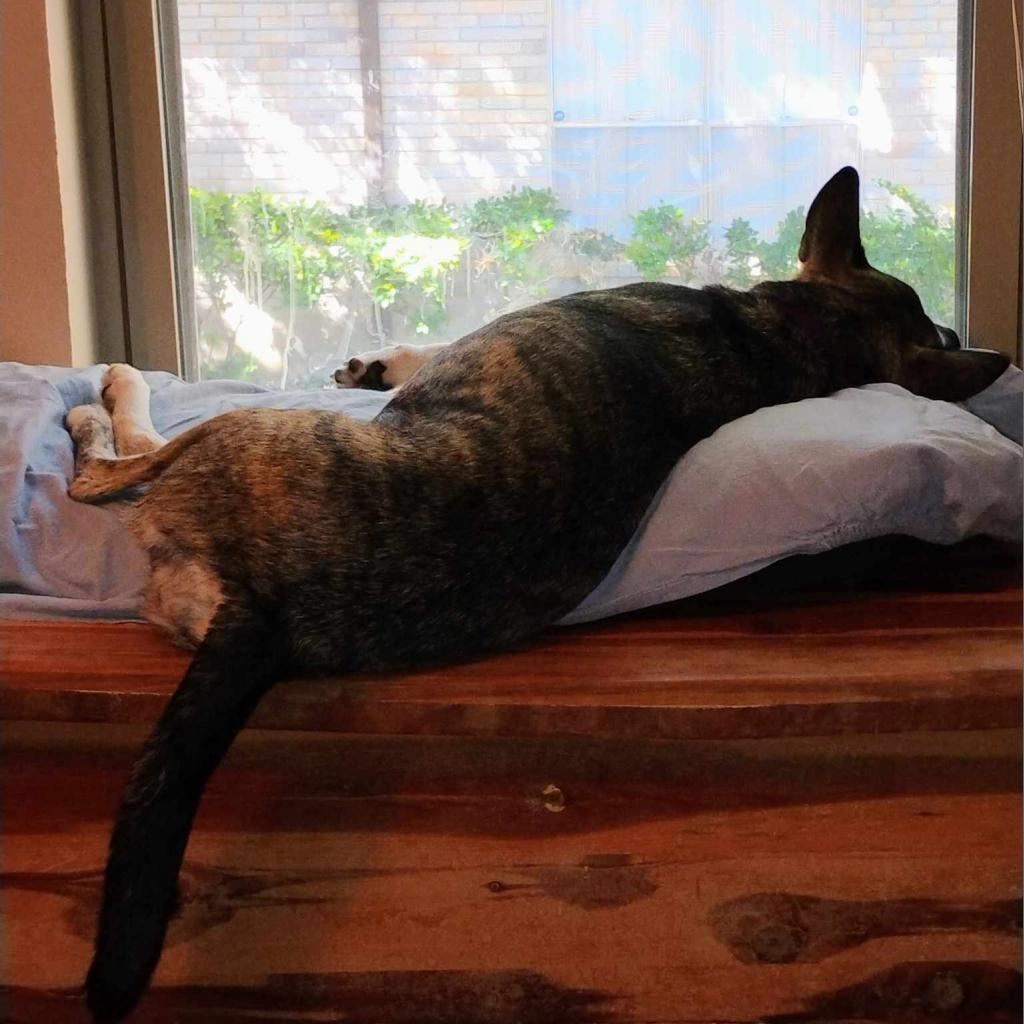 Iris VI — thumbnail 6