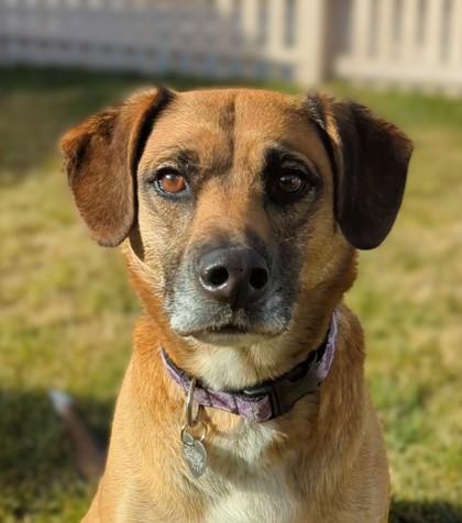 Lumi, Adoptable, Adult Female Shepherd & Mixed Breed.