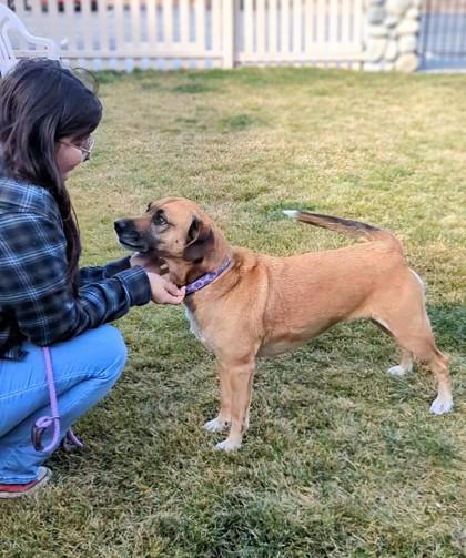 Enlarge Lumi, a Adoptable mixed breed in Portola, CA image 2/3