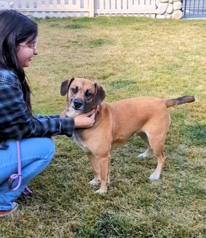 Enlarge Lumi, a Adoptable mixed breed in Portola, CA image 3/3