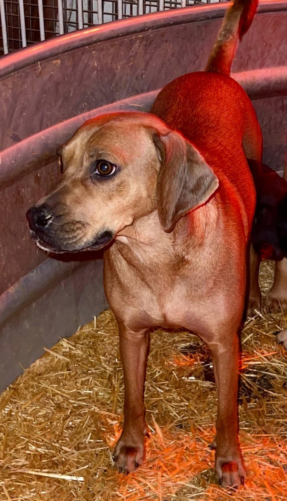 Enlarge Lucy, a ADOPTABLE mixed breed in Colville , WA image 2/3