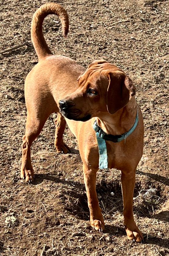 Enlarge Lucy, a ADOPTABLE mixed breed in Colville , WA image 3/3