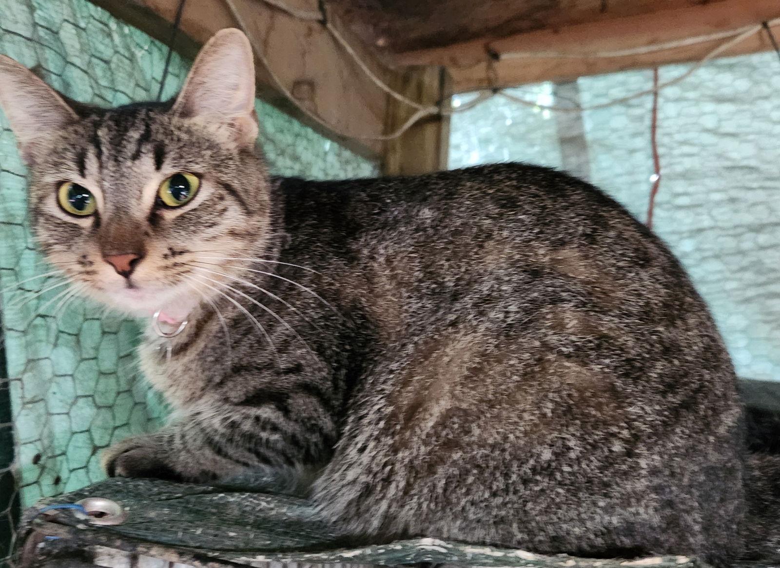 Phoenix, a Adoptable Domestic Short Hair in Ocean Pines, MD image 1/2