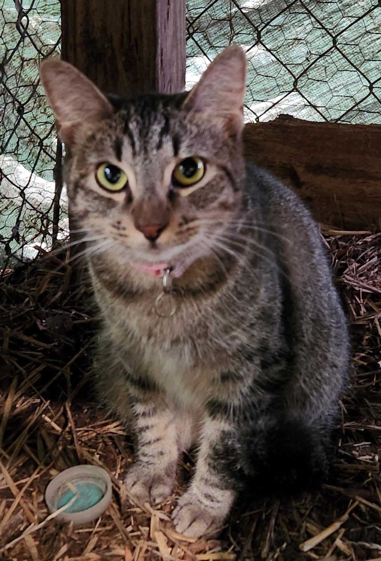 Phoenix, a Adoptable Domestic Short Hair in Ocean Pines, MD image 2/2