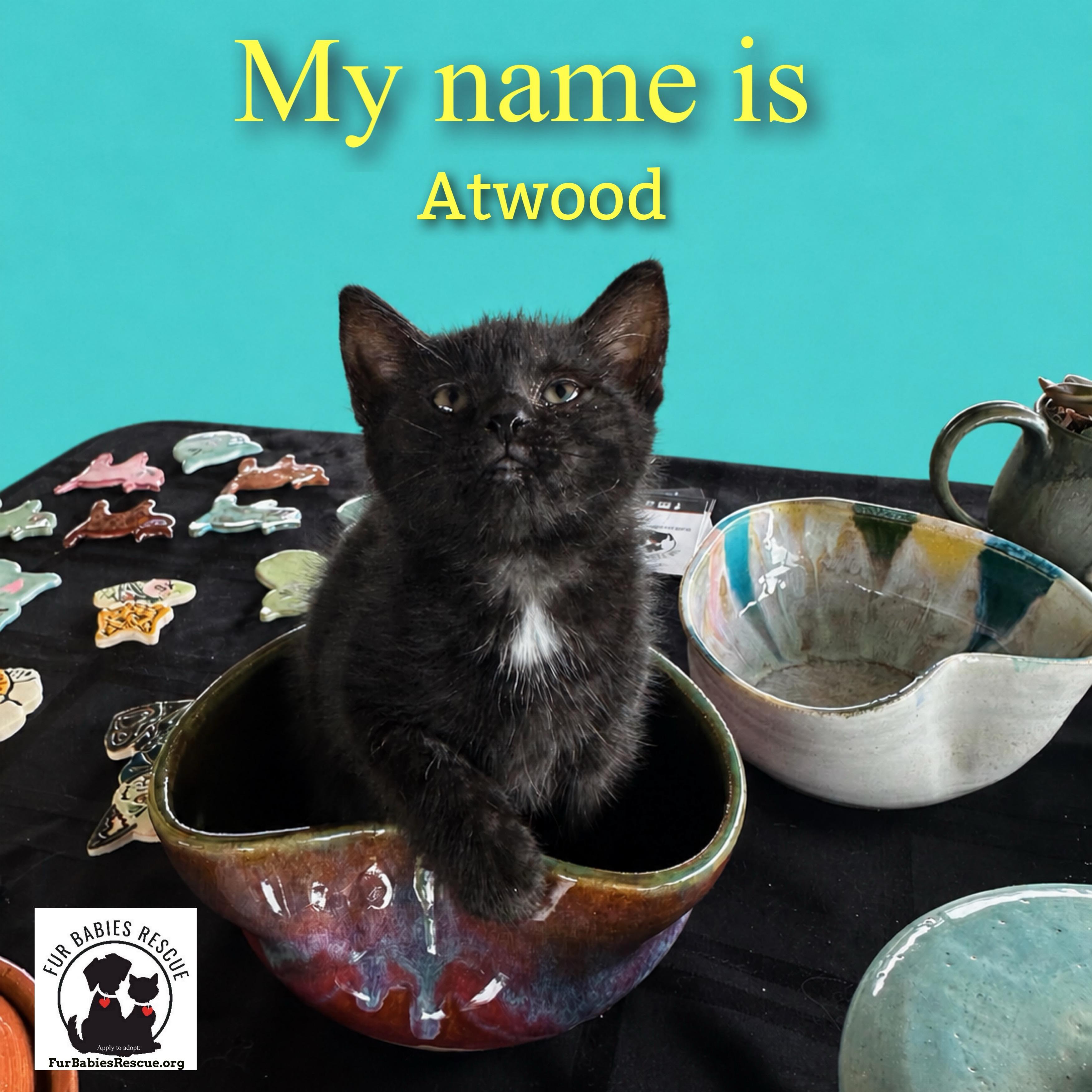 Enlarge Alcott & Atwood, a Adoptable mixed breed in Hickory, NC image 2/3
