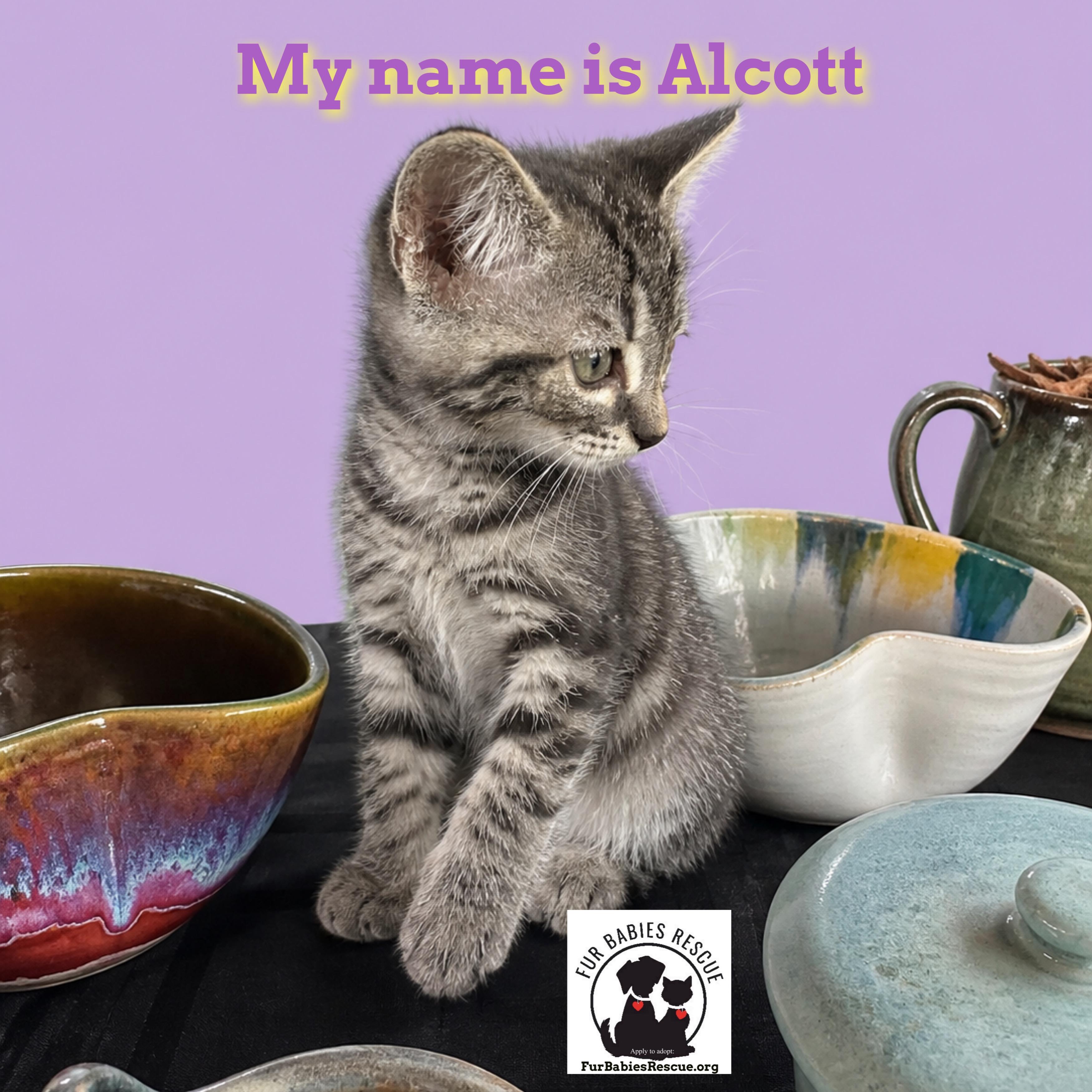 Alcott & Atwood, Adoptable, Kitten Male Tabby & Domestic Short Hair.