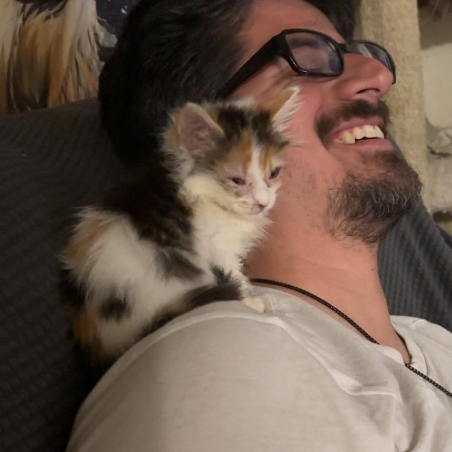 Enlarge Molly Mae, a ADOPTABLE Domestic Medium Hair in Wildomar, CA image 3/4