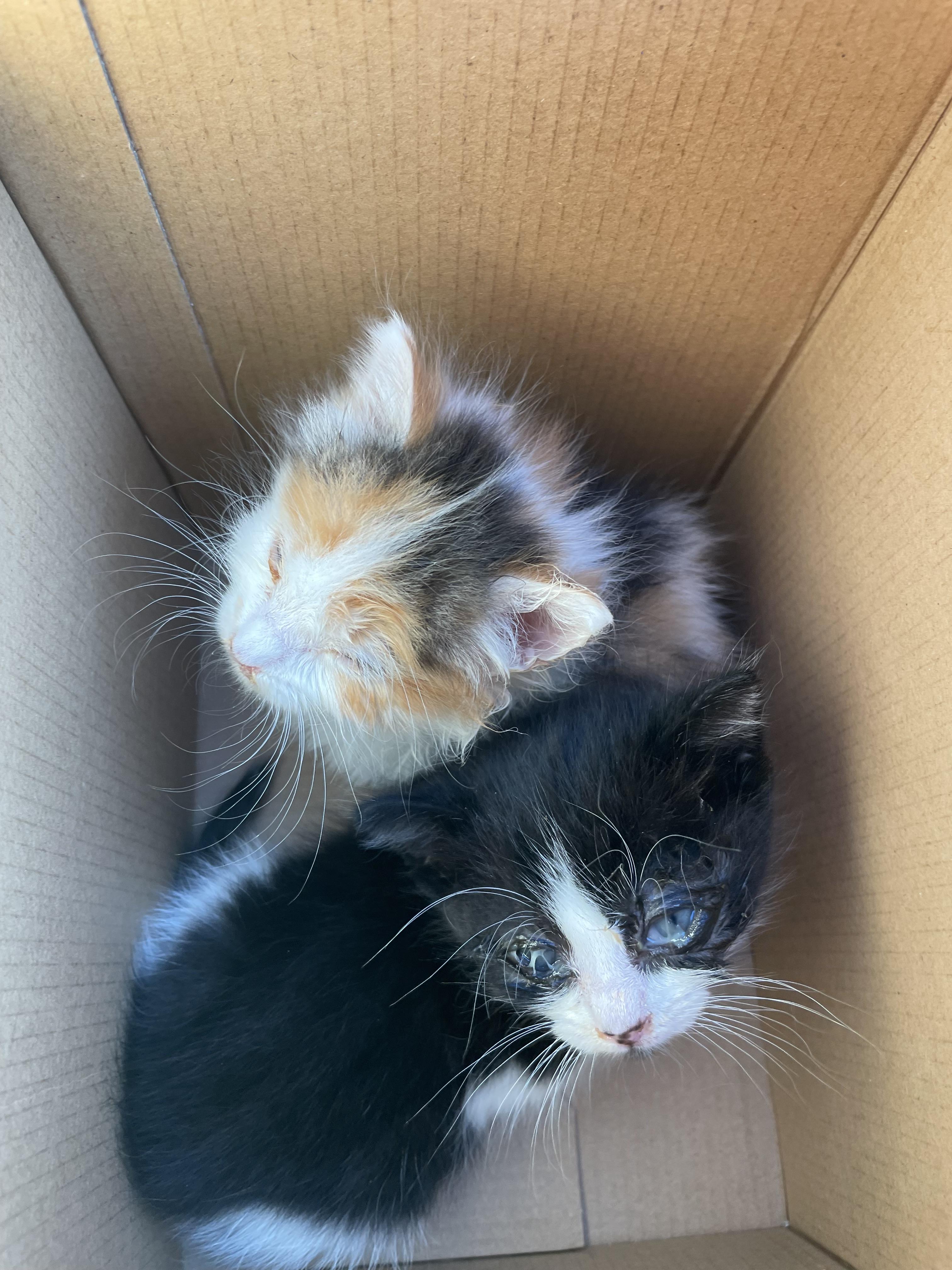 Enlarge Molly Mae, a ADOPTABLE Domestic Medium Hair in Wildomar, CA image 4/4