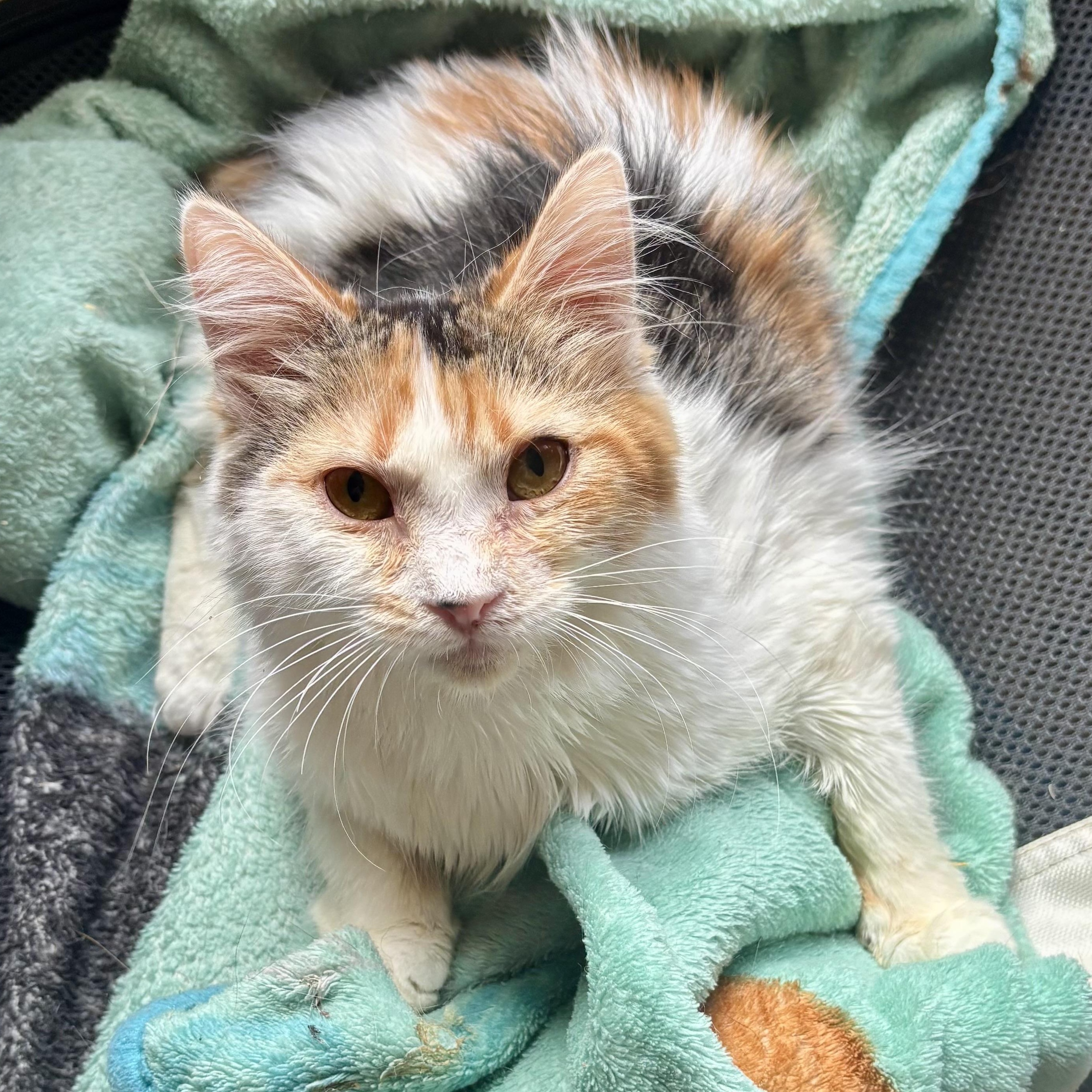 Enlarge Molly Mae, a ADOPTABLE Domestic Medium Hair in Wildomar, CA image 1/4