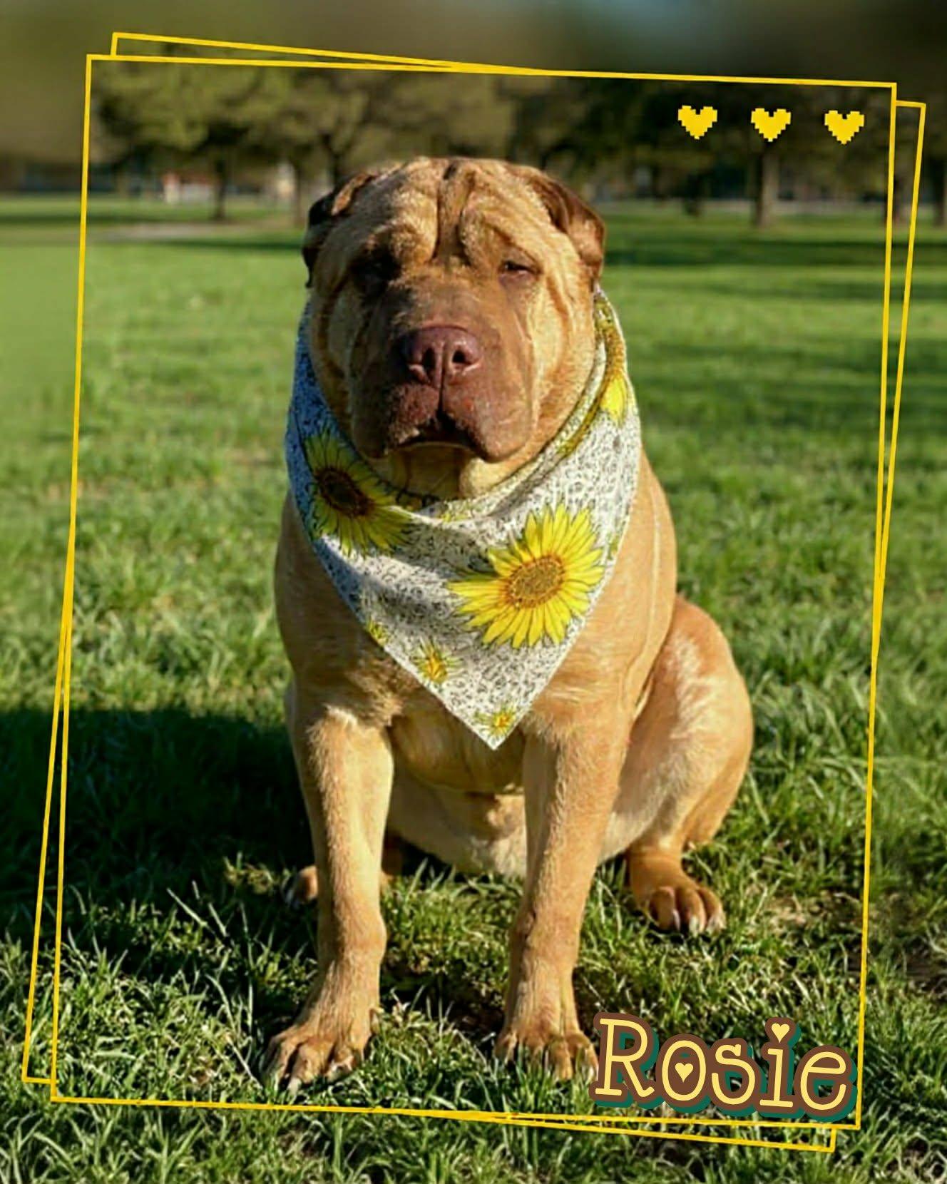 Enlarge Rosie, an adoptable Shar-Pei in Grove, OK image 1/5