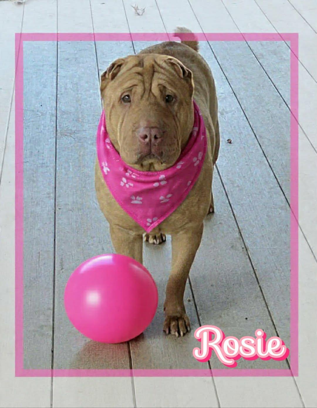Enlarge Rosie, an adoptable Shar-Pei in Grove, OK image 2/5