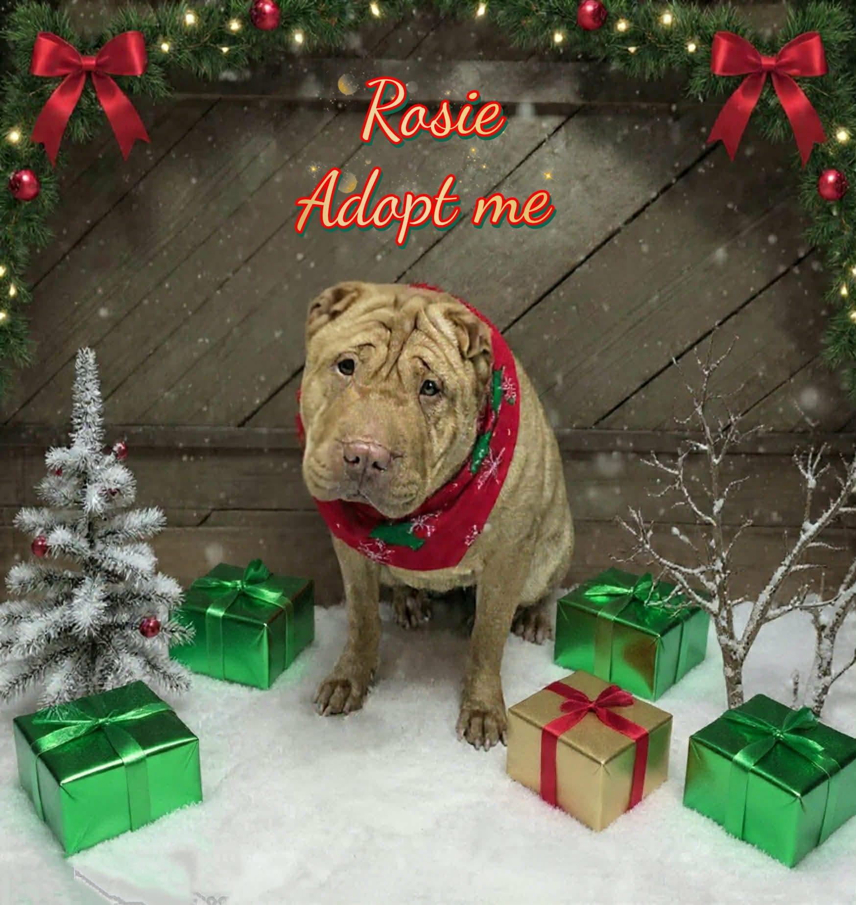 Enlarge Rosie, an adoptable Shar-Pei in Grove, OK image 4/5