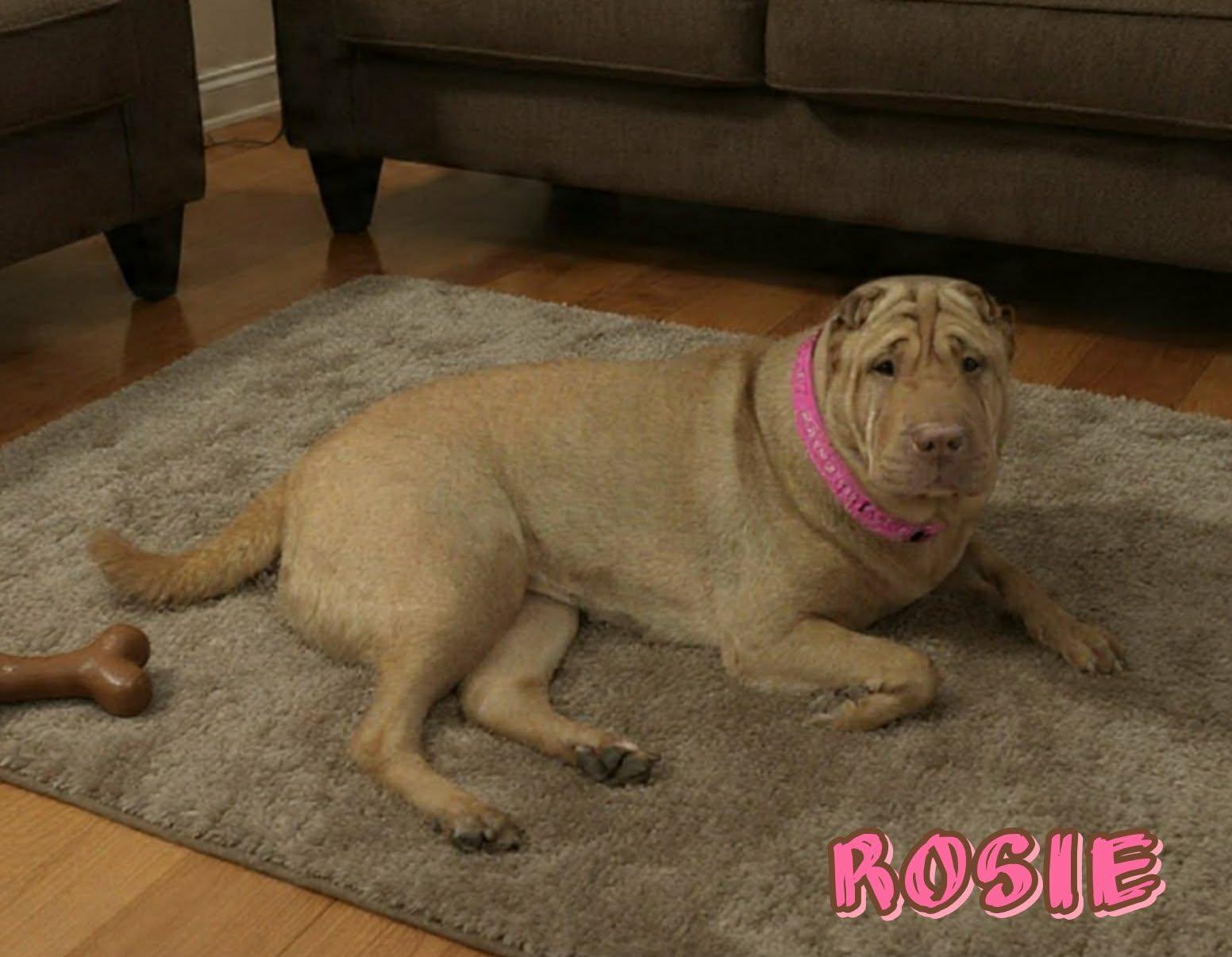 Enlarge Rosie, an adoptable Shar-Pei in Grove, OK image 5/5