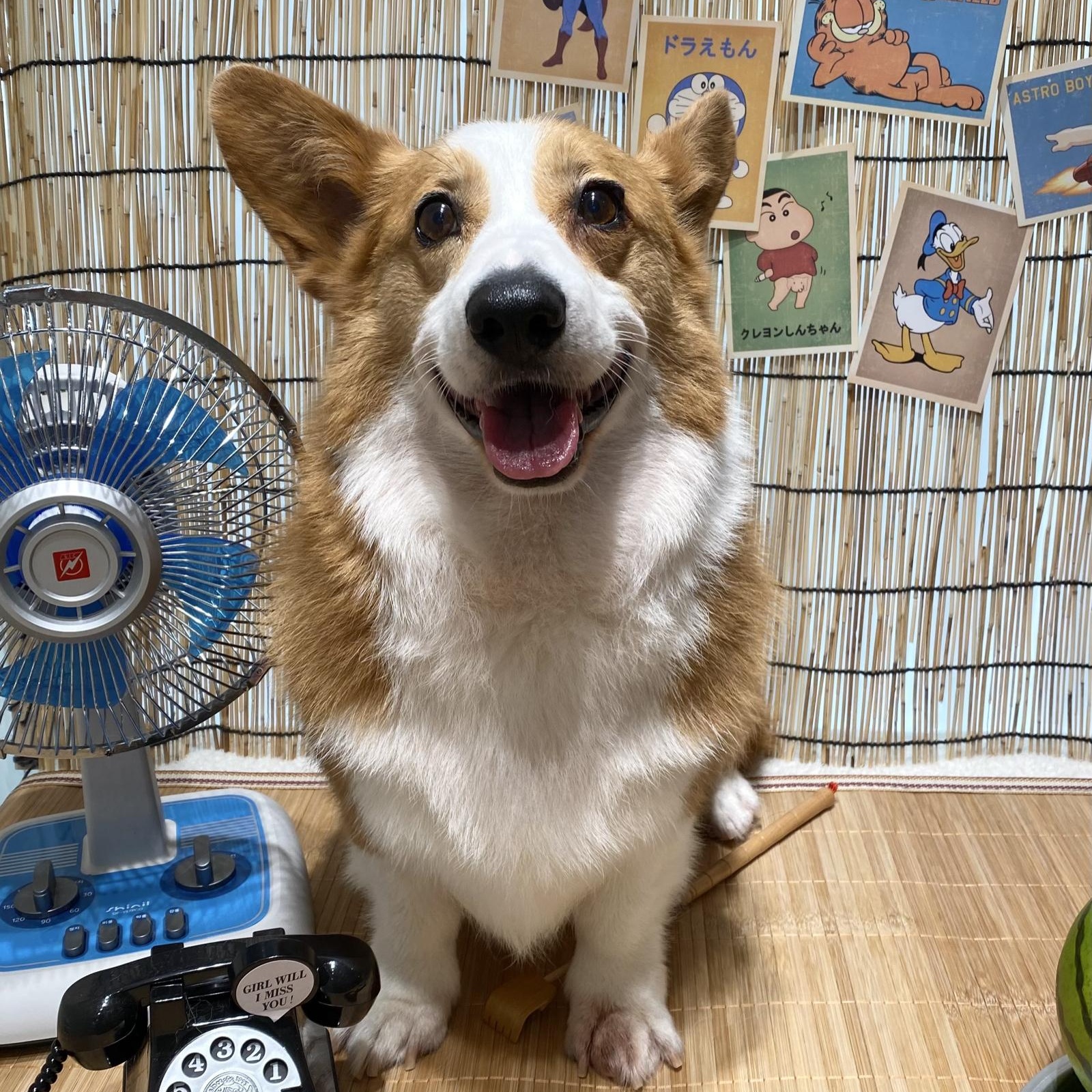 Enlarge Nugget, a Adoptable Pembroke Welsh Corgi in Manchester , NH image 2/6