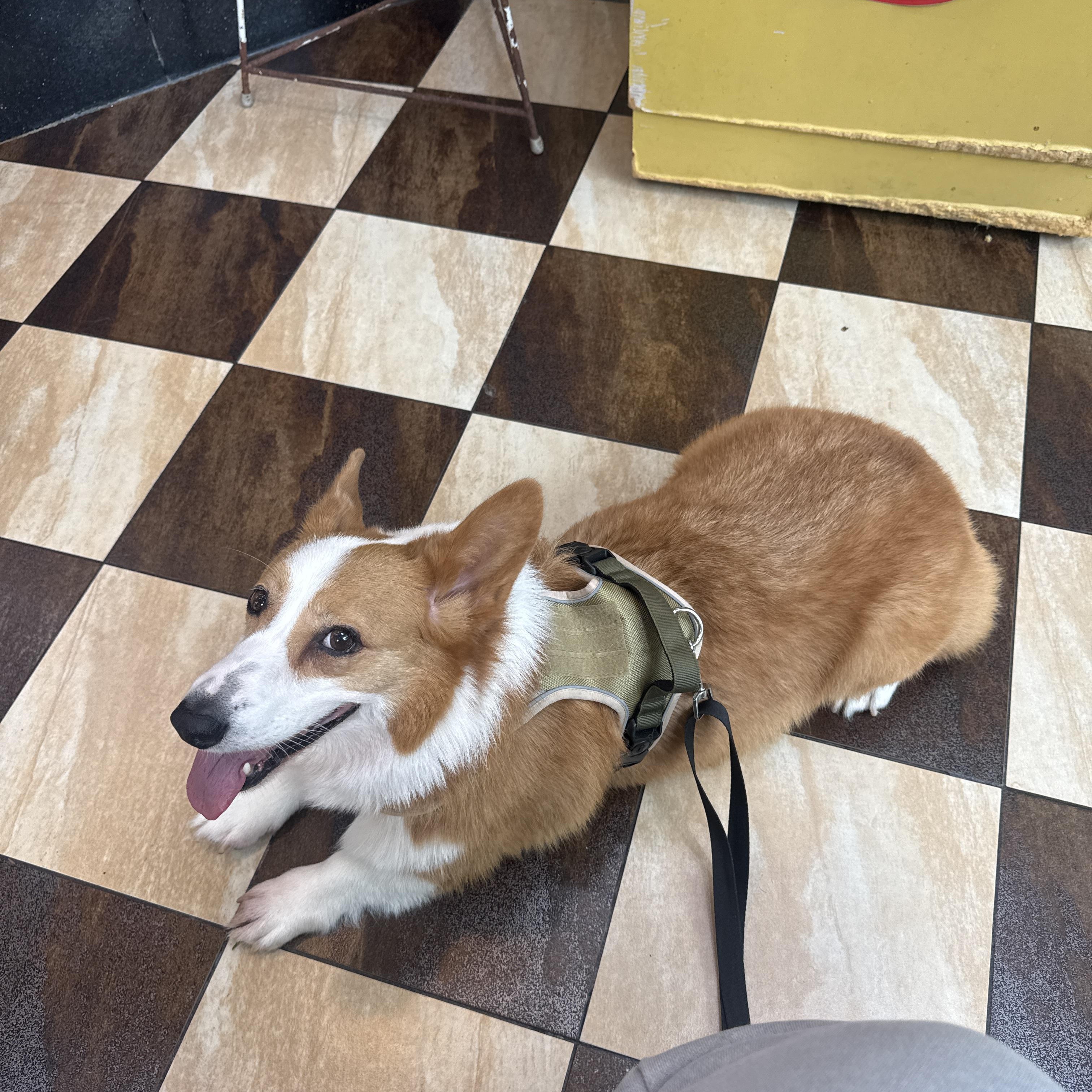 Enlarge Nugget, a Adoptable Pembroke Welsh Corgi in Manchester , NH image 5/6