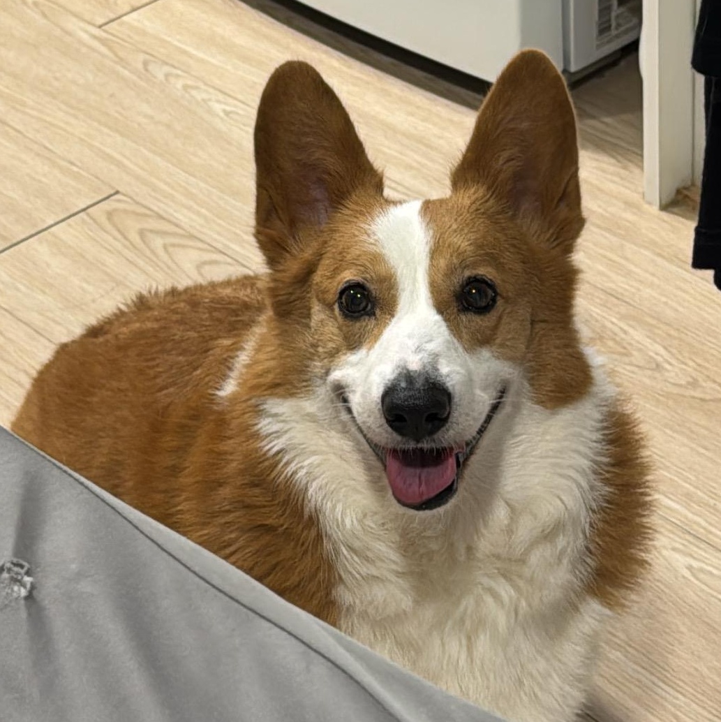 Nugget, Adoptable, Young Male Pembroke Welsh Corgi.