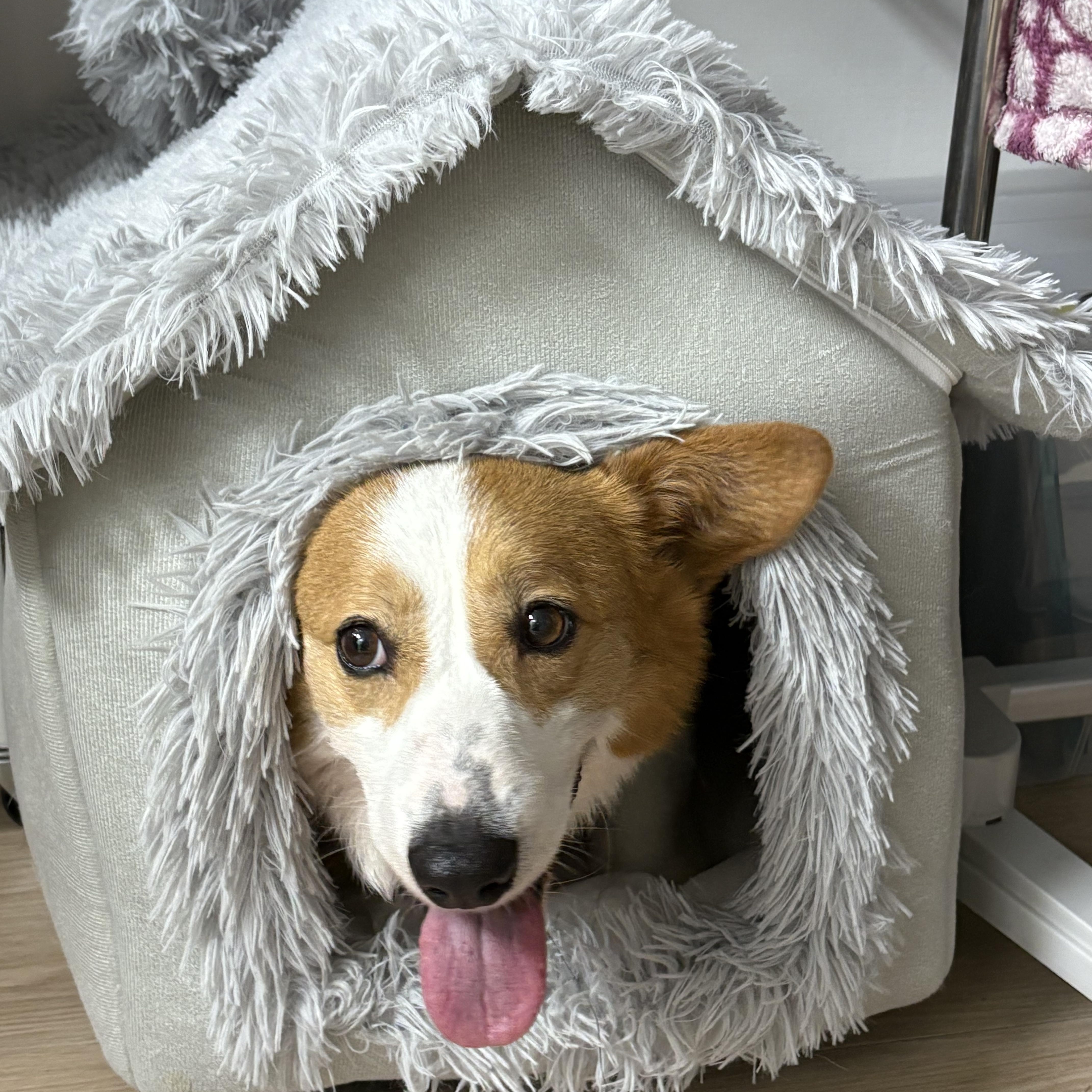 Enlarge Nugget, a Adoptable Pembroke Welsh Corgi in Manchester , NH image 3/6